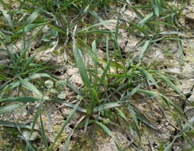 Disaghor landbouw