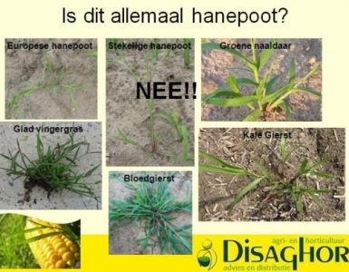 Disaghor landbouw