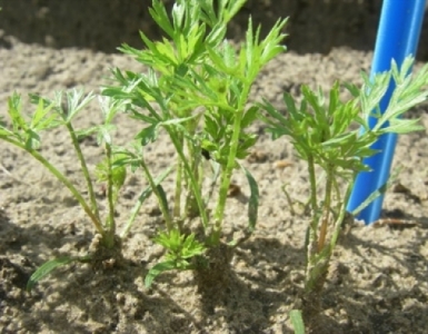 Disaghor landbouw