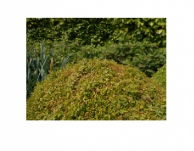 Disaghor groen