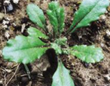 Disaghor groen
