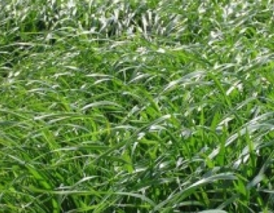 Disaghor landbouw