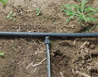 Disaghor landbouw